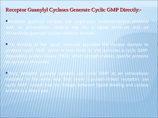 Receptor Guanylyl Cyclases Generate Cyclic GMP Directly:- Receptor guanylyl cyclases are single-pass transmembrane proteins with an extracellular binding site for a signal molecule and an intracellular guanylyl cyclase catalytic domain.  The binding of the signal molecule activates the cyclase domain to produce cyclic GMP, which in turn binds to and activates a cyclic GMP-dependent protein kinase (PKG), which phosphorylates specific proteins on serine or threonine.  Thus, receptor guanylyl cyclases use cyclic GMP as an intracellular mediator in the same way that some G-protein-linked receptors use cyclic AMP, except that the linkage between ligand binding and cyclase activity is a direct one.  