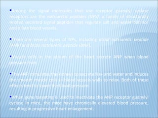 Among the signal molecules that use receptor guanylyl cyclase receptors are the  natriuretic peptides (NPs) , a family of structurally related secreted signal peptides that regulate salt and water balance and dilate blood vessels.  There are several types of NPs, including  atrial natriuretic peptide (ANP)  and  brain natriuretic peptide (BNP) .  Muscle cells in the atrium of the heart secrete ANP when blood pressure rises. The ANP stimulates the kidneys to secrete Na+ and water and induces the smooth muscle cells in blood vessels walls to relax. Both of these effects tend to lower the blood pressure.  When gene targeting is used to inactivate the ANP receptor guanylyl cyclase in mice, the mice have chronically elevated blood pressure, resulting in progressive heart enlargement. 