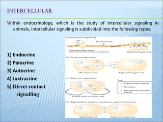 Within endocrinology, which is the study of intercellular signaling in animals, intercellular signaling is subdivided into the following types: 1) Endocrine 2) Paracrine 3) Autocrine 4) Juxtracrine 5)  Direct contact  signalling 