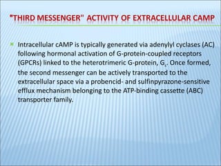 Intracellular cAMP is typically generated via adenylyl cyclases (AC) following hormonal activation of G-protein-coupled receptors (GPCRs) linked to the heterotrimeric G-protein, G s . Once formed, the second messenger can be actively transported to the extracellular space via a probencid- and sulfinpyrazone-sensitive efflux mechanism belonging to the ATP-binding cassette (ABC) transporter family.  