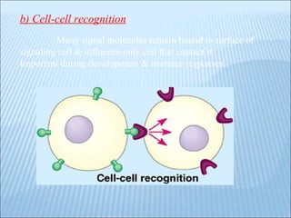 b) Cell-cell recognition :  Many signal molecules remain bound to surface of signaling cell & influence only cell that contact it. Important during development & immune responses. 