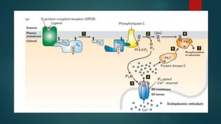 Signal transduction processes connected to the changes in cytosolic ...
