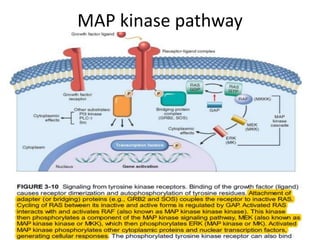 Signal transduction proteins and pathways in oncogenesis | PPTX