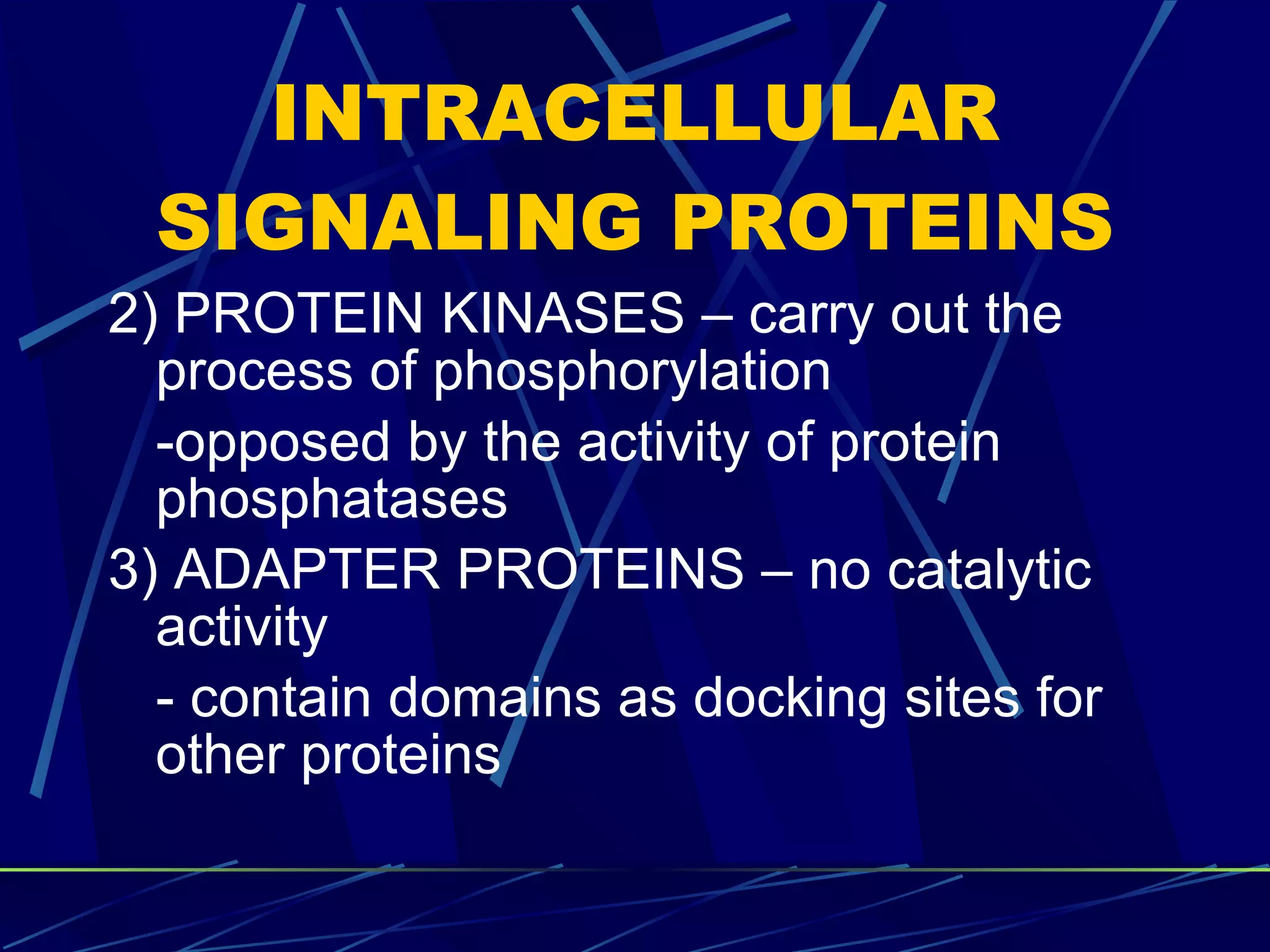 INTRACELLULAR SIGNALING PROTEINS 2) PROTEIN KINASES – carry out the process of phosphorylation -opposed by the activity of protein phosphatases 3) ADAPTER PROTEINS – no catalytic activity - contain domains as docking sites for other proteins 