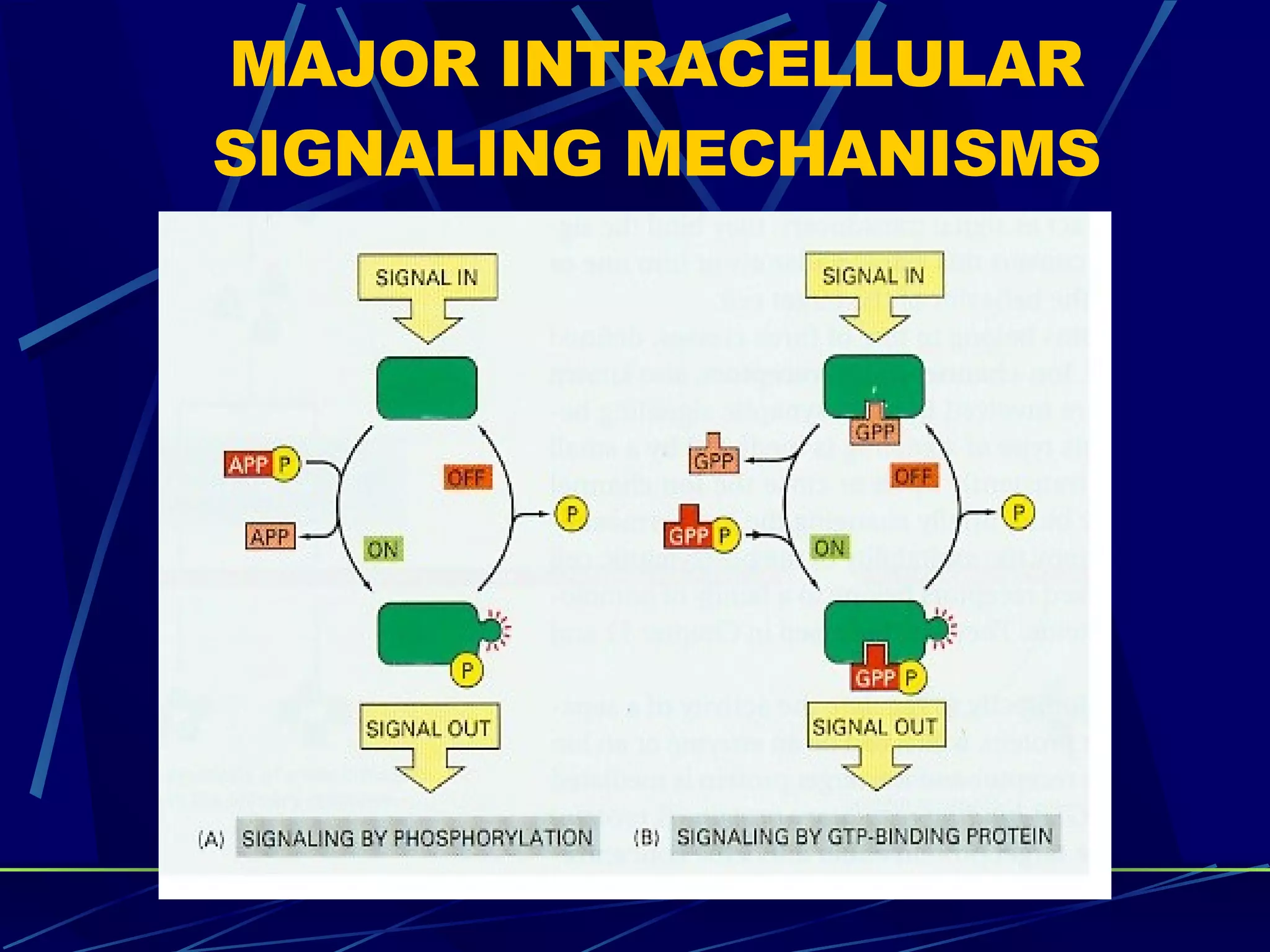MAJOR INTRACELLULAR SIGNALING MECHANISMS 