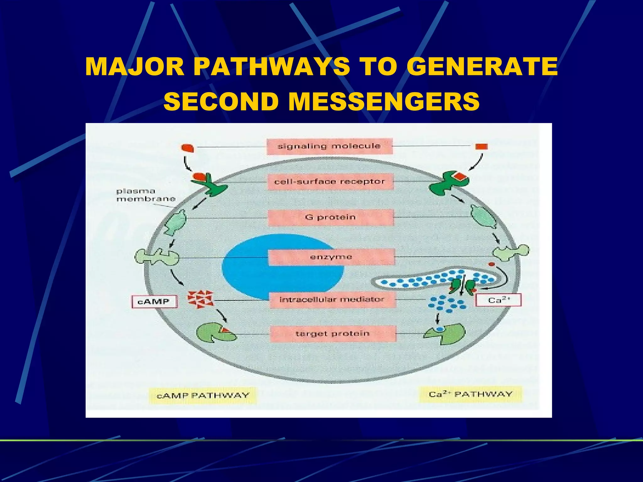 MAJOR PATHWAYS TO GENERATE SECOND MESSENGERS 