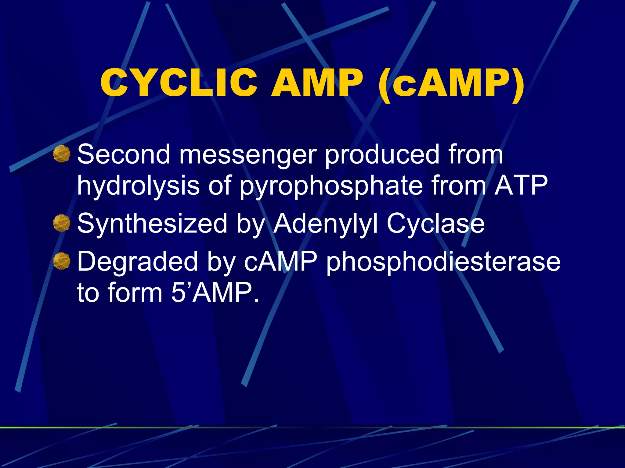 CYCLIC AMP (cAMP) Second messenger produced from hydrolysis of pyrophosphate from ATP Synthesized by Adenylyl Cyclase Degraded by cAMP phosphodiesterase to form 5’AMP. 