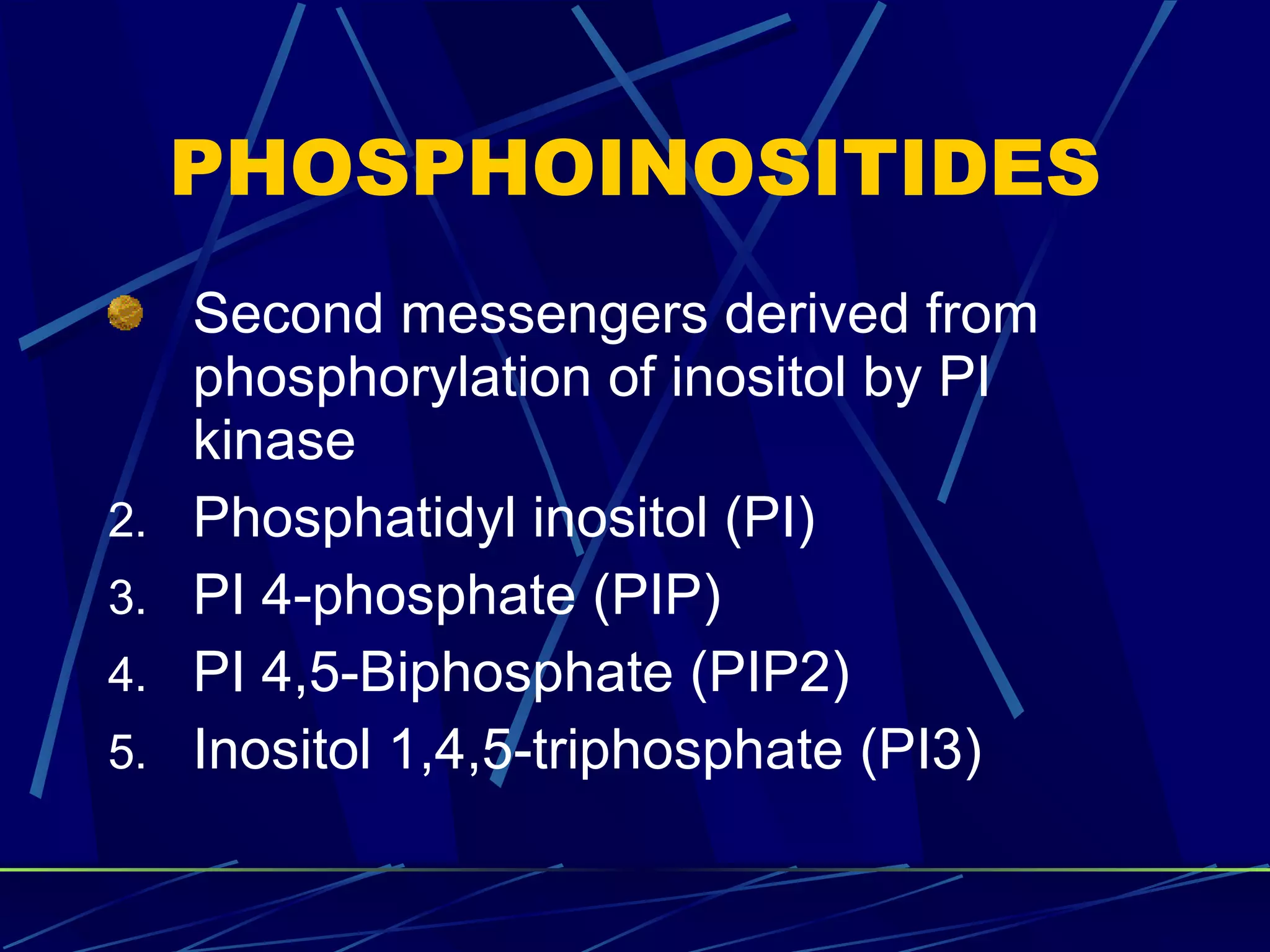 PHOSPHOINOSITIDES Second messengers derived from phosphorylation of inositol by PI kinase Phosphatidyl inositol (PI)  PI 4-phosphate (PIP) PI 4,5-Biphosphate (PIP2) Inositol 1,4,5-triphosphate (PI3) 