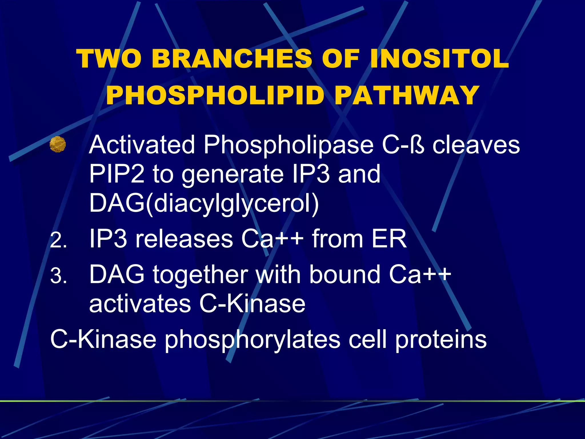 TWO BRANCHES OF INOSITOL PHOSPHOLIPID PATHWAY Activated Phospholipase C- ß cleaves PIP2 to generate IP3 and DAG(diacylglycerol) IP3 releases Ca++ from ER DAG together with bound Ca++ activates C-Kinase C-Kinase phosphorylates cell proteins 