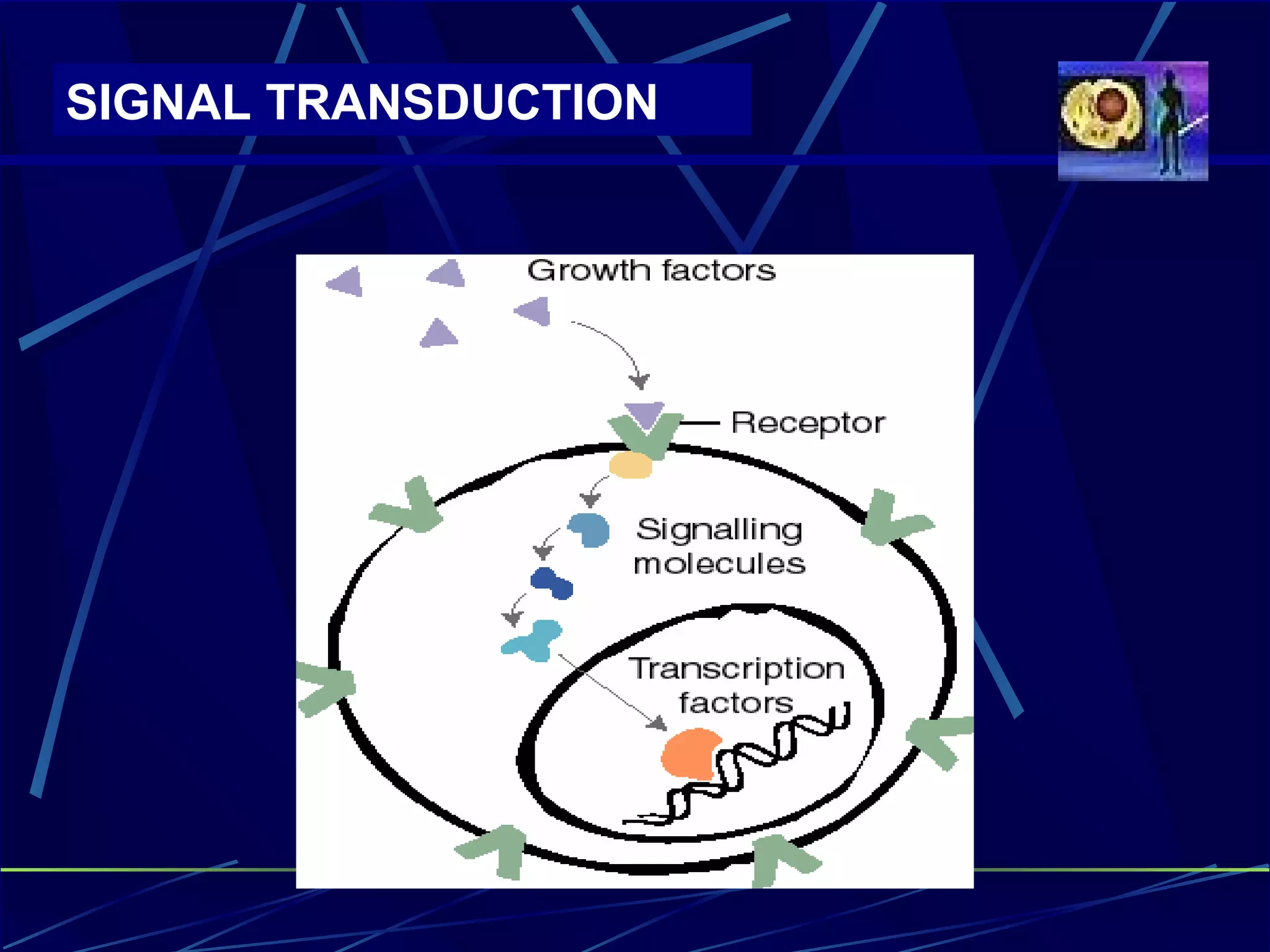 SIGNAL TRANSDUCTION 