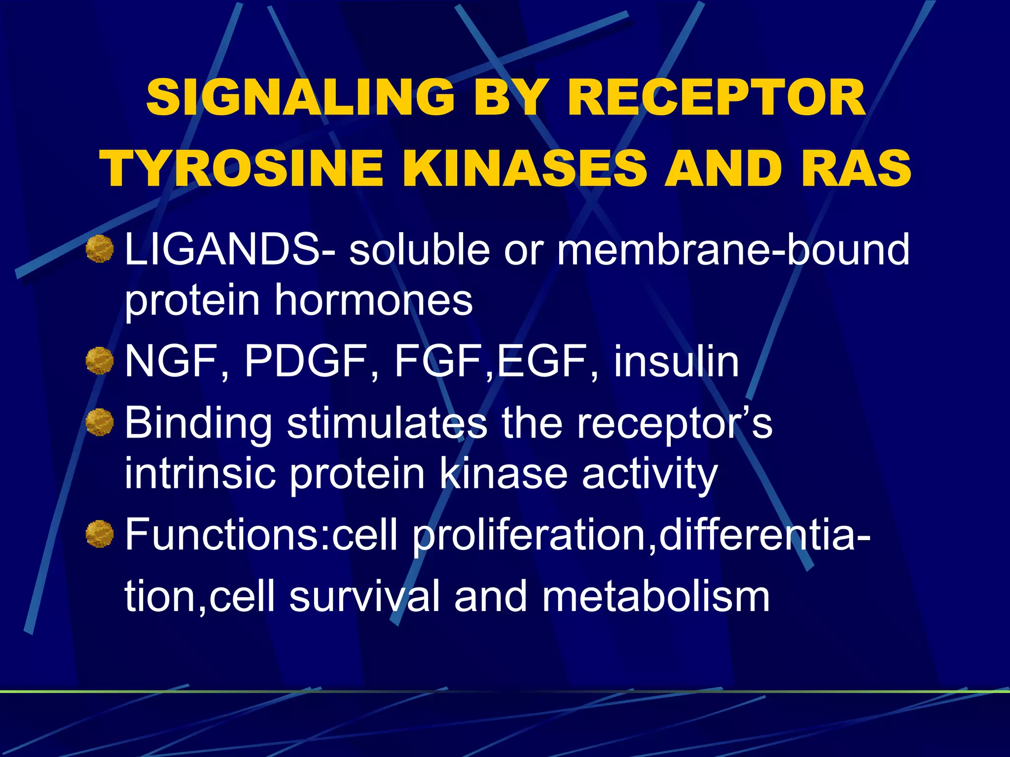SIGNALING BY RECEPTOR TYROSINE KINASES AND RAS LIGANDS- soluble or membrane-bound protein hormones NGF, PDGF, FGF,EGF, insulin Binding stimulates the receptor’s intrinsic protein kinase activity Functions:cell proliferation,differentia- tion,cell survival and metabolism 