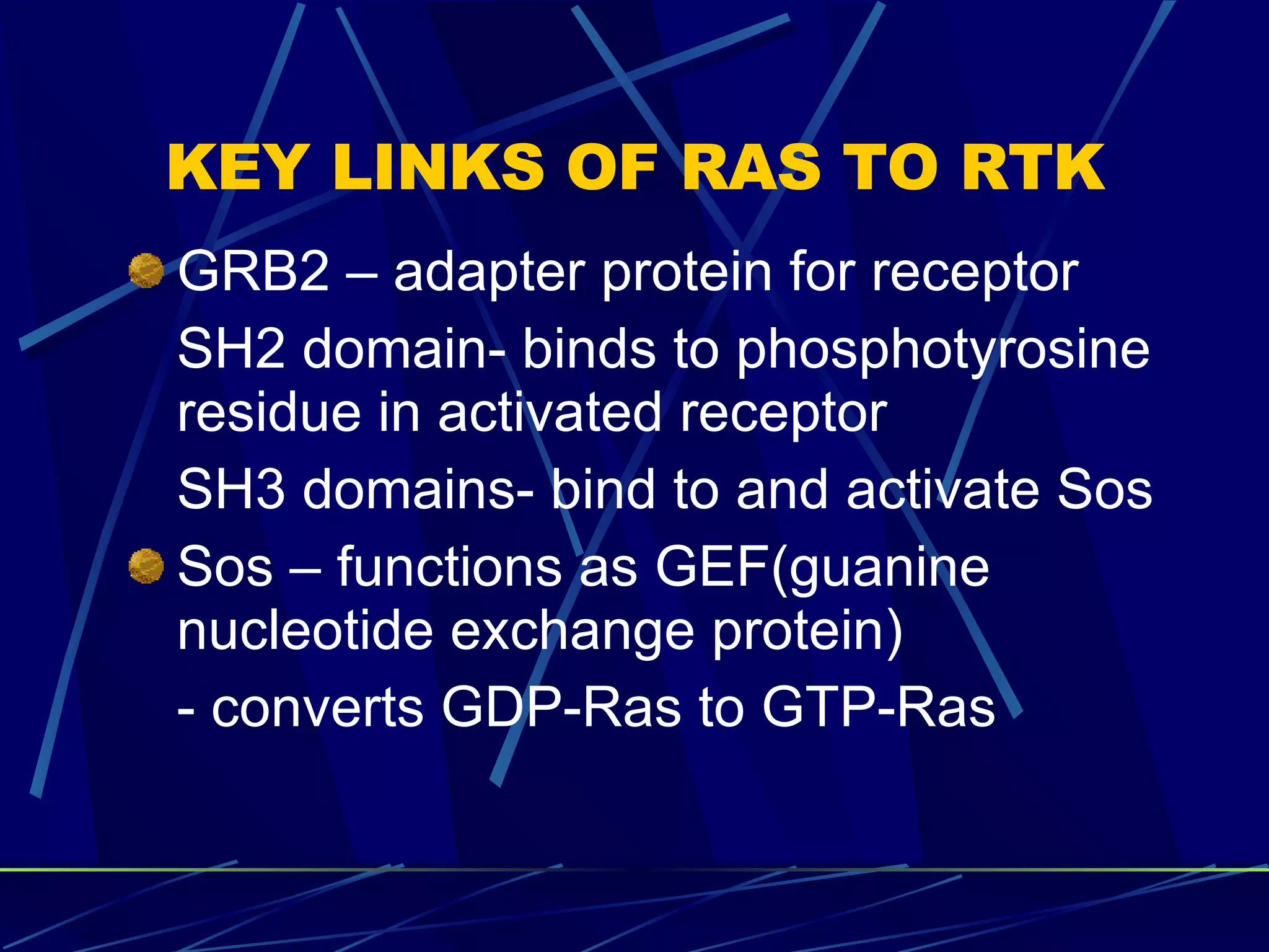 KEY LINKS OF RAS TO RTK GRB2 – adapter protein for receptor SH2 domain- binds to phosphotyrosine residue in activated receptor SH3 domains- bind to and activate Sos Sos – functions as GEF(guanine nucleotide exchange protein) - converts GDP-Ras to GTP-Ras 