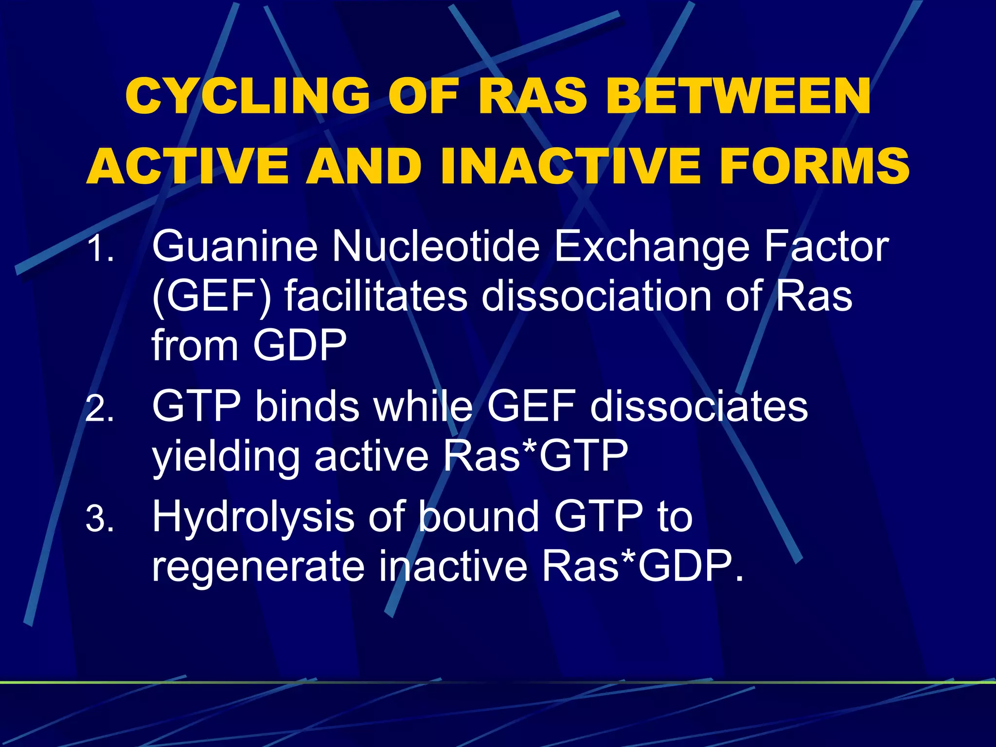 CYCLING OF RAS BETWEEN ACTIVE AND INACTIVE FORMS Guanine Nucleotide Exchange Factor (GEF) facilitates dissociation of Ras from GDP GTP binds while GEF dissociates yielding active Ras*GTP Hydrolysis of bound GTP to regenerate inactive Ras*GDP. 