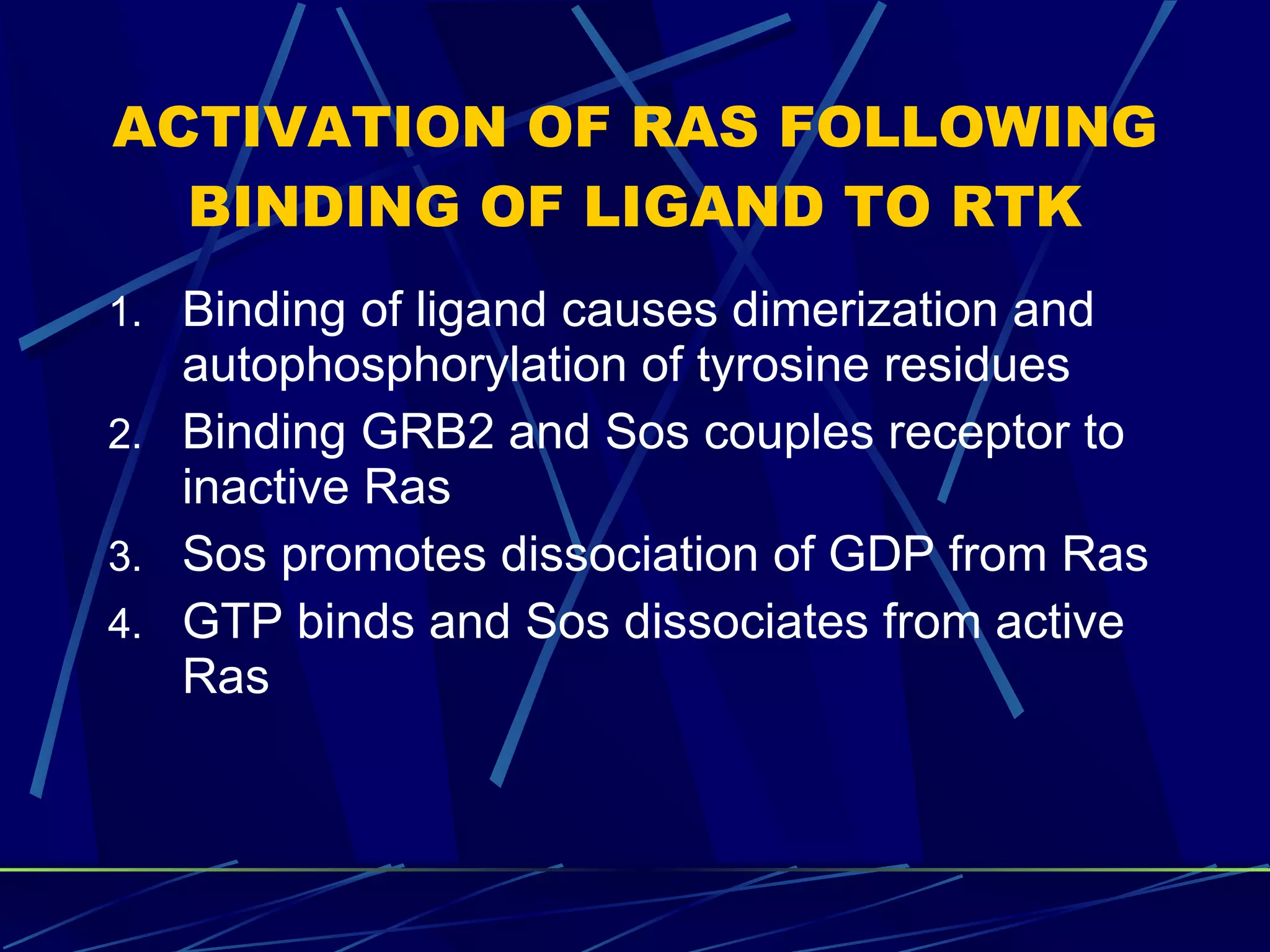 ACTIVATION OF RAS FOLLOWING BINDING OF LIGAND TO RTK Binding of ligand causes dimerization and autophosphorylation of tyrosine residues Binding GRB2 and Sos couples receptor to inactive Ras Sos promotes dissociation of GDP from Ras GTP binds and Sos dissociates from active Ras 