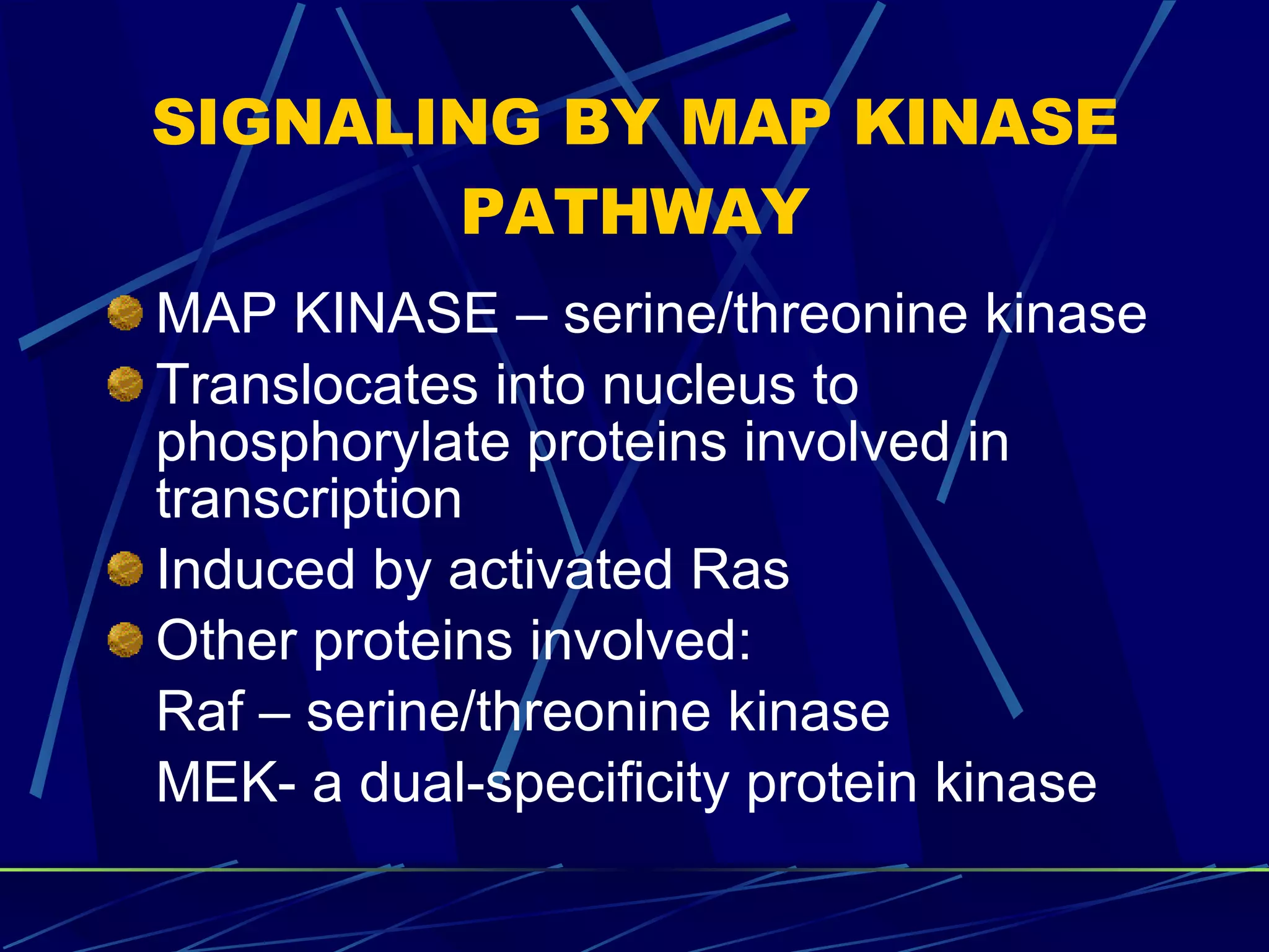 SIGNALING BY MAP KINASE PATHWAY MAP KINASE – serine/threonine kinase Translocates into nucleus to phosphorylate proteins involved in transcription Induced by activated Ras Other proteins involved: Raf – serine/threonine kinase MEK- a dual-specificity protein kinase 