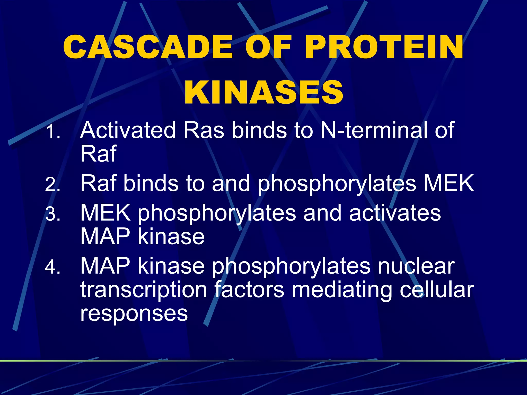 CASCADE OF PROTEIN KINASES Activated Ras binds to N-terminal of Raf Raf binds to and phosphorylates MEK MEK phosphorylates and activates MAP kinase MAP kinase phosphorylates nuclear transcription factors mediating cellular responses 