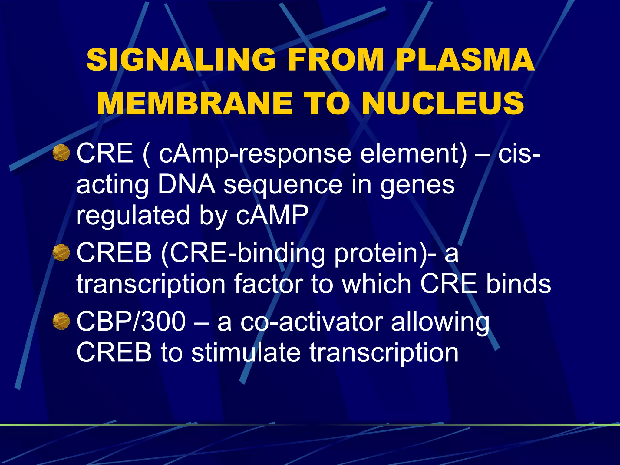 SIGNALING FROM PLASMA MEMBRANE TO NUCLEUS CRE ( cAmp-response element) – cis-acting DNA sequence in genes regulated by cAMP CREB (CRE-binding protein)- a transcription factor to which CRE binds CBP/300 – a co-activator allowing CREB to stimulate transcription 
