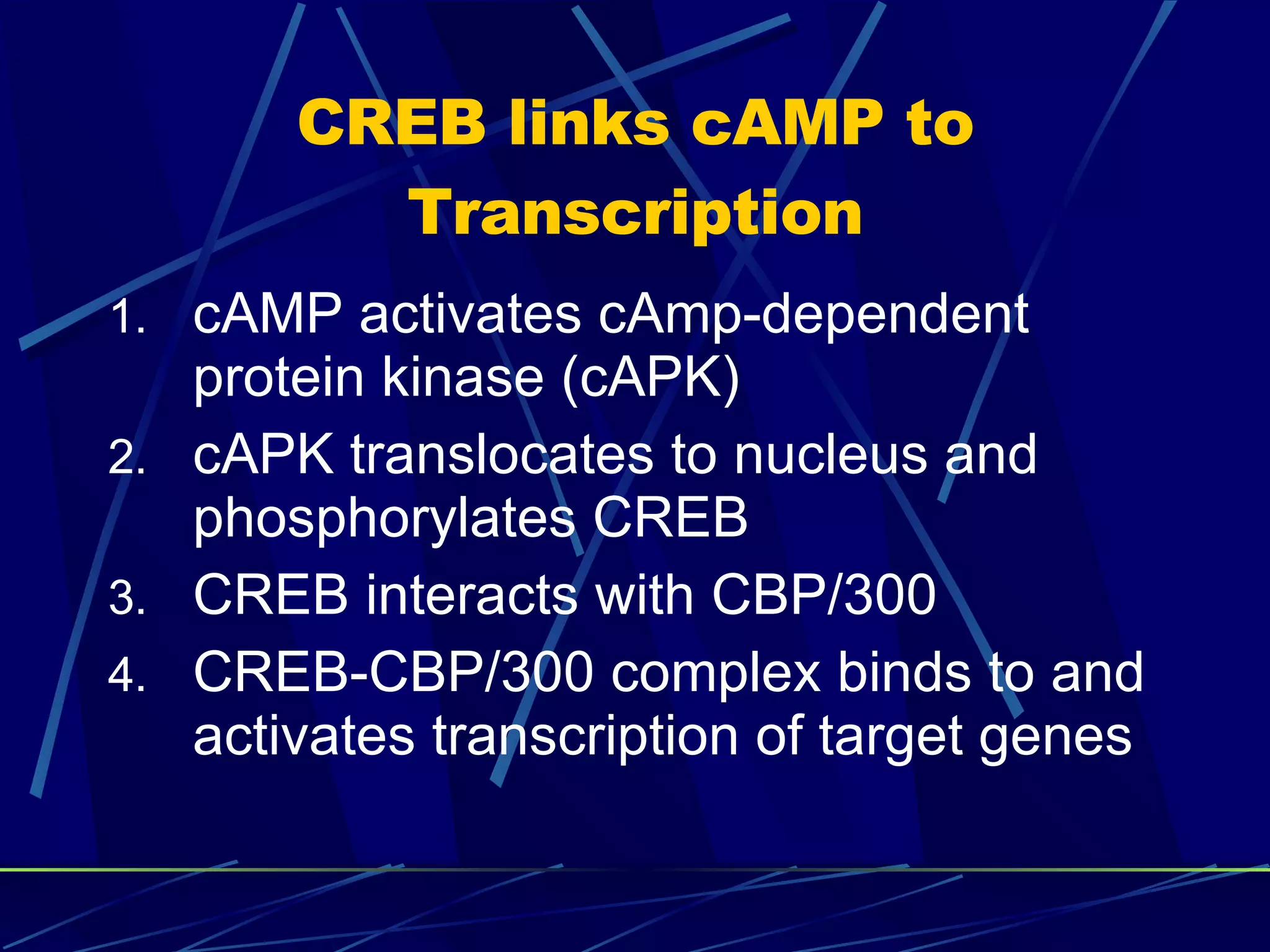 CREB links cAMP to Transcription cAMP activates cAmp-dependent protein kinase (cAPK) cAPK translocates to nucleus and phosphorylates CREB CREB interacts with CBP/300 CREB-CBP/300 complex binds to and activates transcription of target genes 