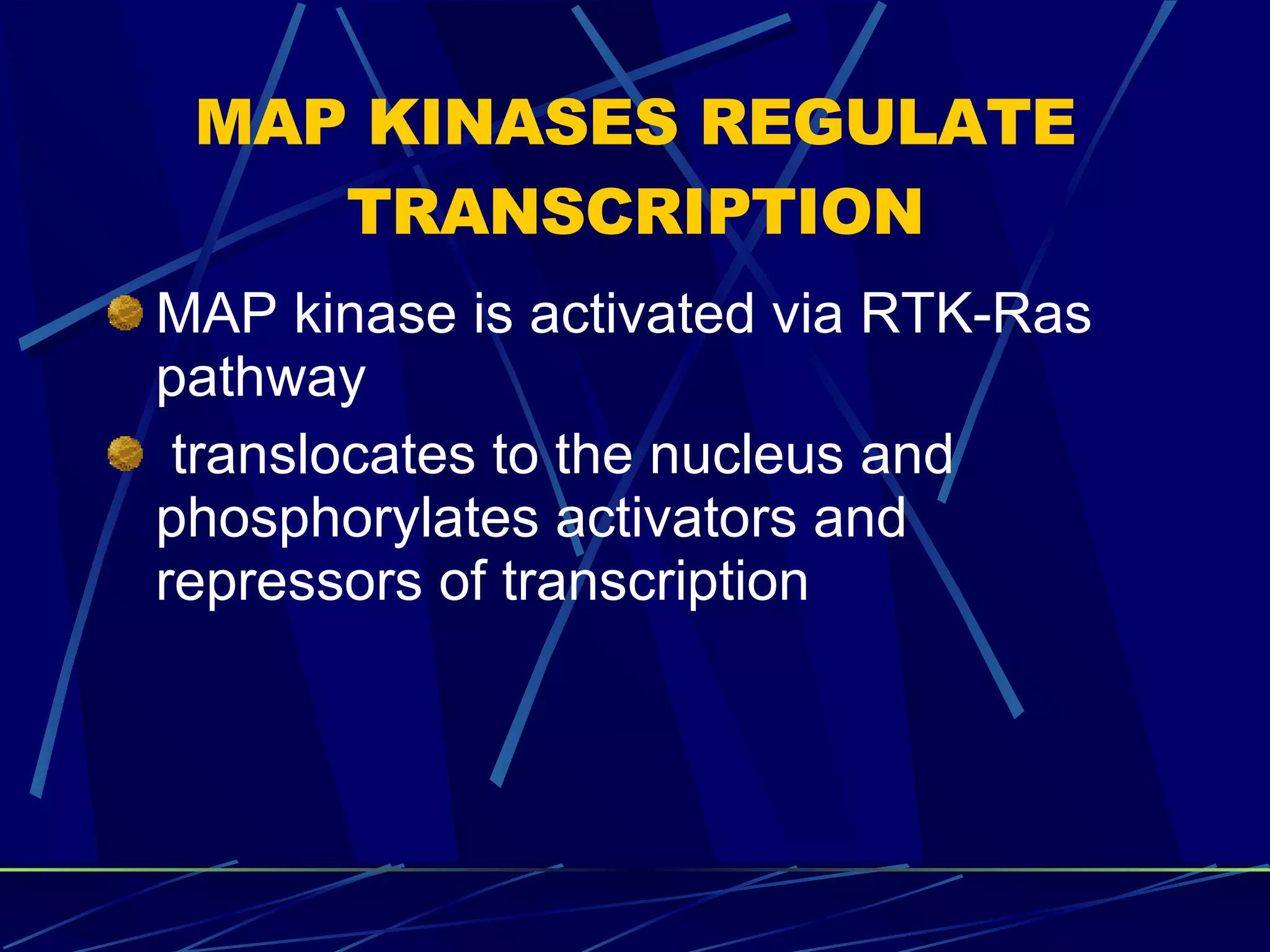 MAP KINASES REGULATE TRANSCRIPTION MAP kinase is activated via RTK-Ras pathway translocates to the nucleus and phosphorylates activators and repressors of transcription 