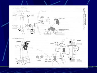Signal Transduction Revised | PPT