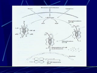 Signal Transduction Revised | PPT