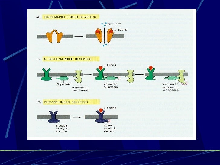 Signal Transduction Revised