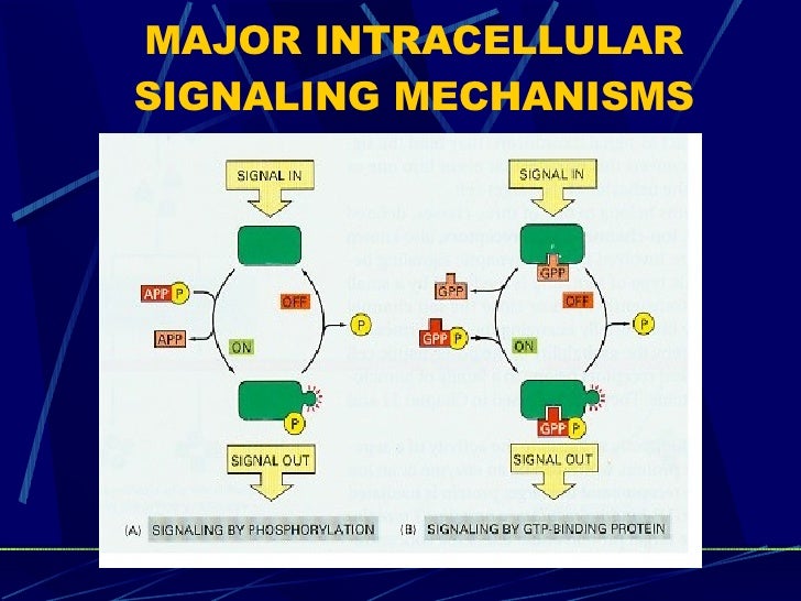 INTRACELLULAR SIGNAL TRANSDUCTION PDF INTRACELLULAR SIGNAL TRANSDUCTION PDF