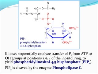 Pip2 Inositol Signal trasduction | PPT