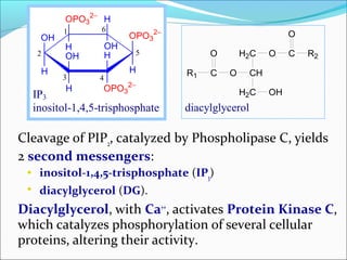 Pip2 Inositol Signal trasduction | PPT