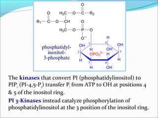 Pip2 Inositol Signal trasduction | PPT