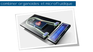fluidique
combiner organoïdes et microfluidique
 
