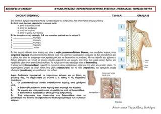 ΒΙΟΛΟΓΙΑ Α' ΛΥΚΕΙΟΥ ΦΥΛΛΟ ΕΡΓΑΣΙΑΣ- ΠΕΡΙΦΕΡΙΚΟ ΝΕΥΡΙΚΟ ΣΥΣΤΗΜΑ- ΕΓΚΕΦΑΛΙΚΑ- ΝΩΤΙΑΙΑ ΝΕΥΡΑ 
ΟΝΟΜΑΤΕΠΩΝΥΜΟ____________________________________________________ ΤΜΗΜΑ:___________ΟΜΑΔΑ Β 
Στο διπλανό σχήμα παριστάνονται τα νωτιαία νεύρα του ανθρώπου. Να απαντήσετε στις ερωτήσεις: 
Α. Από ποιο όργανο εκφύονται τα νεύρα αυτά; 
α. από το νωτιαίο μυελό 
β. από τον εγκέφαλο 
γ. από τον αυχένα 
δ. από το μυελό των οστών 
Β. Να ονομάσετε τις περιοχές 1-4 του νωτιαίου μυελού και το νεύρο 5. 
1. _________________περιοχή 
2. _________________περιοχή 
3. _________________περιοχή 
4. _________________περιοχή 
5. _________________ νεύρο 
Γ. Μια συχνή πάθηση στην εποχή μας είναι η κήλη μεσοσπονδύλιου δίσκου, που συμβαίνει κυρίως στην 
οσφυϊκή περιοχή. Ο μεσοσπονδύλιος δίσκος είναι ένα ελαστικό «μαξιλαράκι» ανάμεσα σε δύο σπονδύλους και 
ο ρόλος του είναι να απορροφά τους κραδασμούς και να διευκολύνει τις κινήσεις. Με την πάροδο του χρόνου ο 
δίσκος φθείρεται και τελικά σε κάποιο σημείο εμφανίζεται μια ρωγμή, από όπου ένα μικρό μέρος βγαίνει και 
προβάλλει μέσα στον σπονδυλικό σωλήνα. Το τμήμα αυτό που προεξέχει είναι η δισκοκήλη. 
Η νόσος αυτή (δισκοπάθεια) εμφανίζεται συχνά σε νέους ανθρώπους, αλλά και στη μέση και μεγάλη ηλικία. Τα 
συμπτώματα μπορεί να είναι πόνος στη μέση (οσφυαλγία) και το πόδι (ισχιαλγία), και ορισμένες φορές 
αδυναμία (παράλυση) και μούδιασμα του ποδιού. 
Αφού διαβάσετε προσεκτικά το παραπάνω κείμενο και με βάση τις 
γνώσεις σας, να σημειώσετε με σωστό Σ ή λάθος Λ τις παρακάτω 
προτάσεις: 
1. Οι μεσοσπονδύλιοι δίσκοι αποτελούνται κυρίως από χόνδρινο 
ιστό. 
2. Η δισκοκήλη προκαλεί πόνο κυρίως στην περιοχή του θώρακα. 
3. Το μηριαίο και το ισχιακό νεύρο επηρεάζονται από τη δισκοπάθεια. 
4. Η δισκοπάθεια προσβάλλει ηλικιωμένους ανθρώπους. 
5. Ένα σύμπτωμα που συναντάμε στη δισκοπάθεια είναι το 
μούδιασμα του ποδιού και οφείλεται σε πίεση-τραυματισμό των νωτιαίων 
νεύρων. 
1 
2 
3 
4 
5 
Αναστασια Πεχτελίδου, Βιολόγος 
