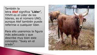 También la
letra Alef significa “Lider”,
YHVH es el Líder de los
líderes, es el número UNO,
aunque Alef también puede
referirse a cualquier líder.
Para ello usaremos la figura
más adecuada y que
describe muy bien este
concepto: “buey en el
arado”.
 