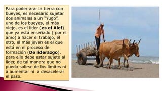 Para poder arar la tierra con
bueyes, es necesario sujetar
dos animales a un “Yugo”,
uno de los bueyes, el más
viejo, es el líder (es el Alef)
que ya está enseñado ( por el
amo) a hacer el trabajo, el
otro, el más joven es el que
está en el proceso de
formación (De liderazgo),
para ello debe estar sujeto al
líder, de tal manera que no
pueda salirse de los límites ni
a aumentar ni a desacelerar
el paso.
 