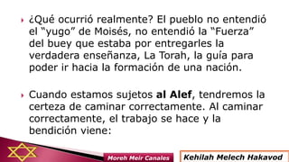  ¿Qué ocurrió realmente? El pueblo no entendió
el “yugo” de Moisés, no entendió la “Fuerza”
del buey que estaba por entregarles la
verdadera enseñanza, La Torah, la guía para
poder ir hacia la formación de una nación.
 Cuando estamos sujetos al Alef, tendremos la
certeza de caminar correctamente. Al caminar
correctamente, el trabajo se hace y la
bendición viene:
Kehilah Melech HakavodMoreh Meir Canales
 