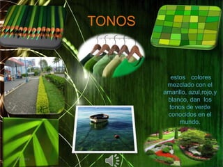 TONOS estos 	colores   mezclado con el amarillo, azul,rojo,y blanco, dan  los tonos de verde conocidos en el mundo.02/05/201188