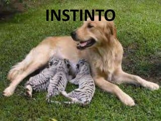 INSTINTO
 