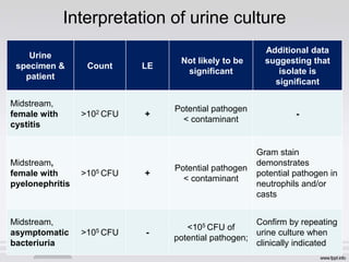 Interpretation of urine culture
Urine
specimen &
patient
Count LE
Not likely to be
significant
Additional data
suggesting that
isolate is
significant
Midstream,
female with
cystitis
>102 CFU +
Potential pathogen
< contaminant
-
Midstream,
female with
pyelonephritis
>105 CFU +
Potential pathogen
< contaminant
Gram stain
demonstrates
potential pathogen in
neutrophils and/or
casts
Midstream,
asymptomatic
bacteriuria
>105 CFU -
<105 CFU of
potential pathogen;
Confirm by repeating
urine culture when
clinically indicated
 