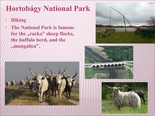 Hortobágy National Park
• Hiking
• The National Park is famous
for the „racka” sheep flocks,
the buffalo herd, and the
„mangalica”.
 