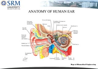 Dept of Biomedical Engineering
ANATOMY OF HUMAN EAR
 