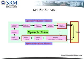 Dept of Biomedical Engineering
SPEECH CHAIN
 