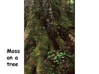 Sign of the beaver powerpoint | PPT