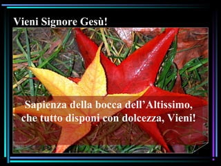 07/12/15 10
Vieni Signore Gesù!
Sapienza della bocca dell’Altissimo,
che tutto disponi con dolcezza, Vieni!
 