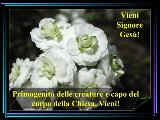 07/12/15 16
Vieni
Signore
Gesù!
Primogenito delle creature e capo del
corpo della Chiesa, Vieni!
 