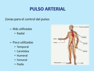 Zonas para el control del pulso:
– Más utilizadas
• Radial
– Poco utilizadas
• Temporal
• Carotidea
• Humeral
• Femoral
• Pedio
 