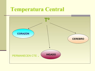 Temperatura Central Tº *  PERMANECEN CTE  .   CORAZON CEREBRO HIGADO 