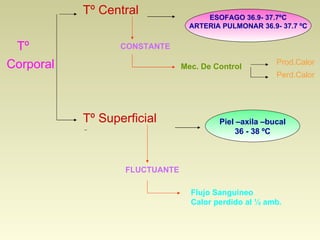 Tº Central Tº Corporal Tº Superficial Piel –axila –bucal 36 - 38 ºC ESOFAGO 36.9- 37.7ºC ARTERIA PULMONAR 36.9- 37.7 ºC CONSTANTE FLUCTUANTE Mec. De Control Prod.Calor Perd.Calor Flujo Sanguineo Calor perdido al ½ amb. 
