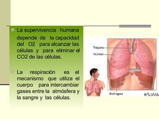La supervivencia  humana depende  de  la capacidad del  O2  para alcanzar las células  y  para  eliminar el CO2 de las células. La  respiración  es  el mecanismo  que  utiliza  el cuerpo  para intercambiar gases entre la  atmósfera y la sangre y  las células.  