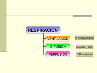 A nivel pulmonar Alvéolos – G.R. G.R.-capilares RESPIRACION  VENTILACION DIFUSION PERFUSION 