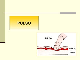 PULSO 